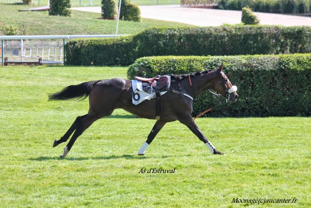 Photos Auteuil le 27-09-2014 IMG_4272