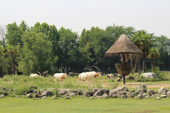 Прекрасная Гарда