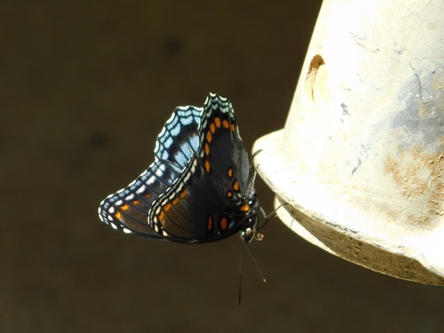 C05_USA Mt Home Butterfly_2018-09-10_DSCN2538