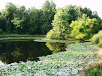 Stagnant pond by the edge of the forest, Meadowside Nature Center, Rock Creek Park, Rockville, Maryland.