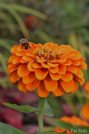 Bees on zinnia