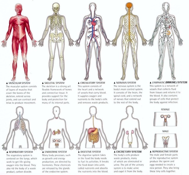   Nine system of human body. Essay about Systems of the