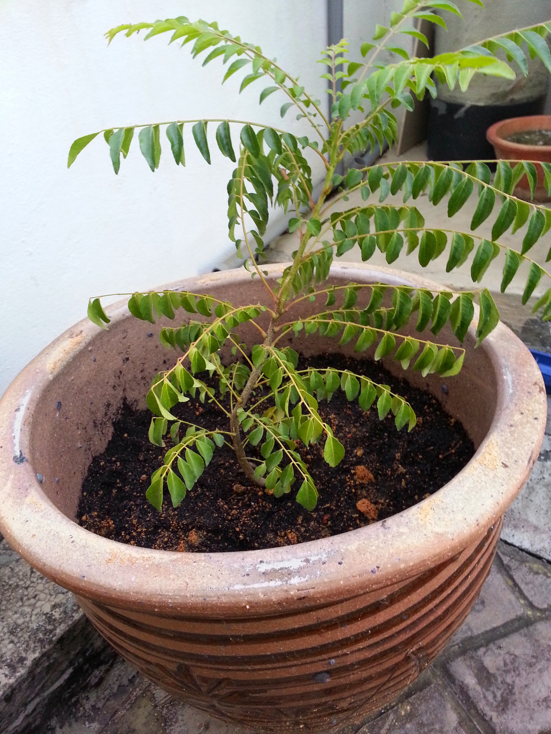 FARADILOT Bertani tanam pokok  kari dalam  pasu 