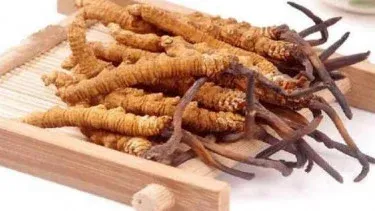 Jamur Cordyceps Berpotensi Obati COVID-19, Efeknya dalam Hitungan Jam