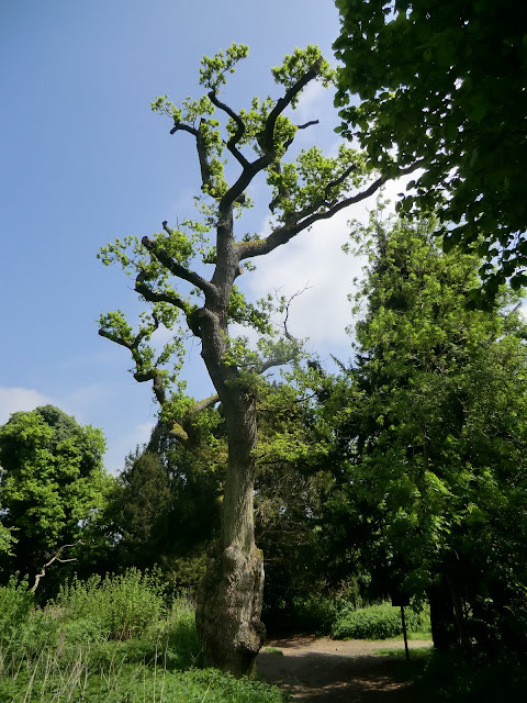 CIMG6908 Pedunculate oak at entrance to Banstead Wood