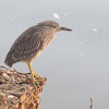 Black-crowned Night Heron (juvenile)