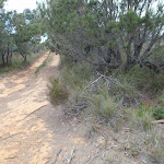 Service trail north of Pulpit Rock Rd (107047)