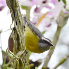 Bananaquit / Cambacica