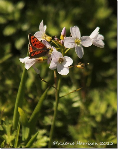 2-Small-Copper