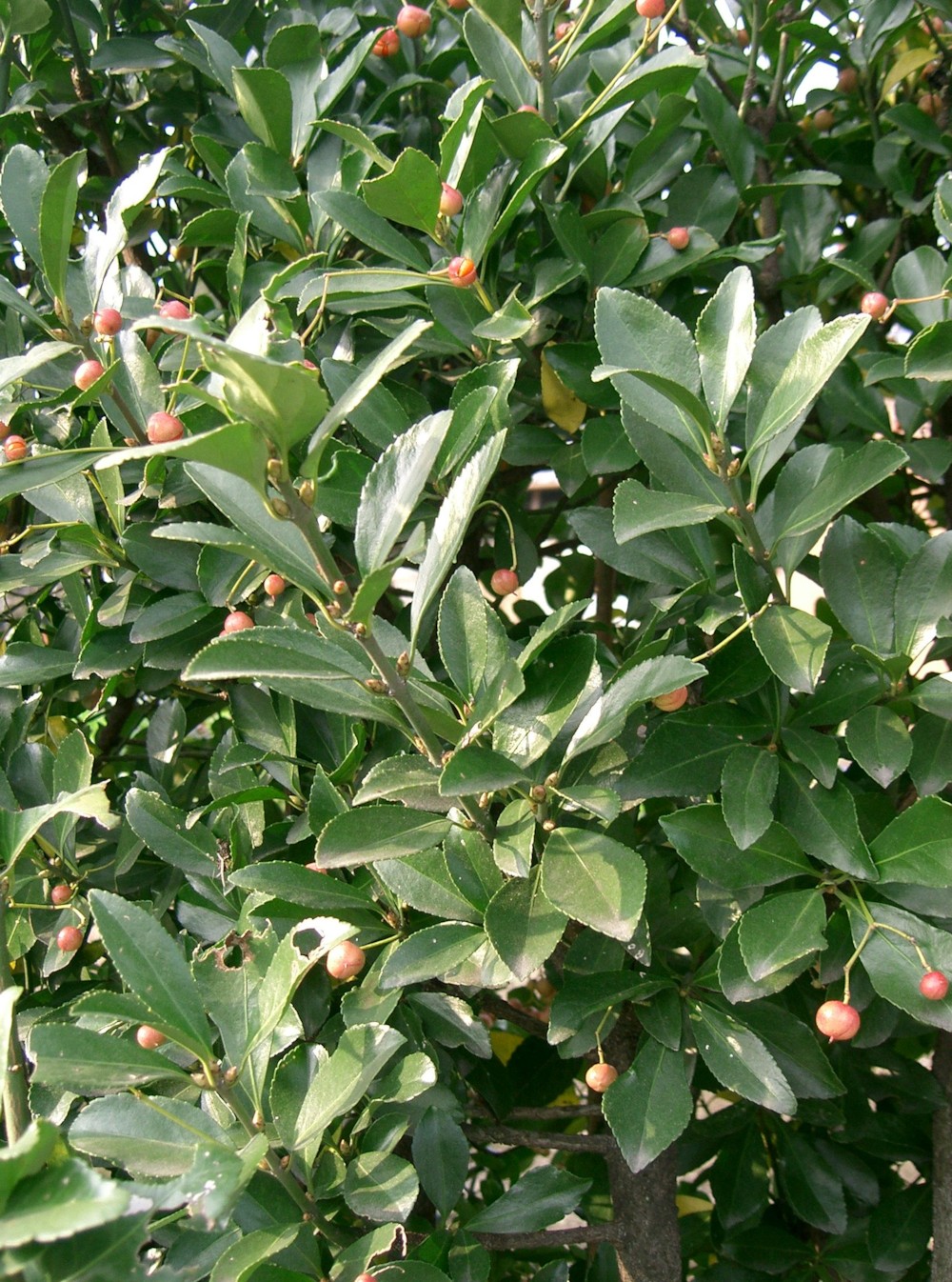 파일:external/upload.wikimedia.org/Euonymus_japonicus2.jpg