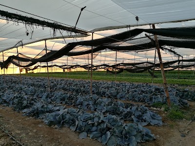 Photos of מלוא הטנא - חממה מדברית אורגנית