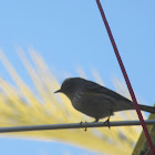 Yellow-Rumped Warbler