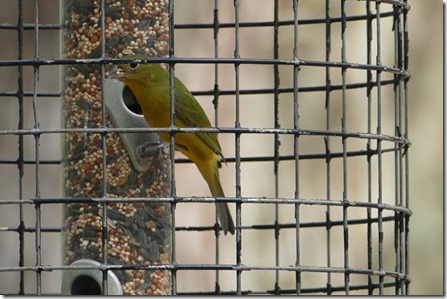 jekyll_birds5