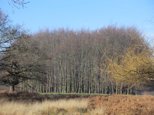 CIMG2243 Plantation, Richmond Park