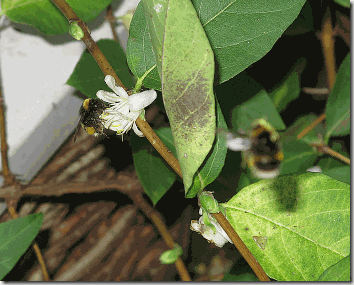 bees-on-honeysuckle