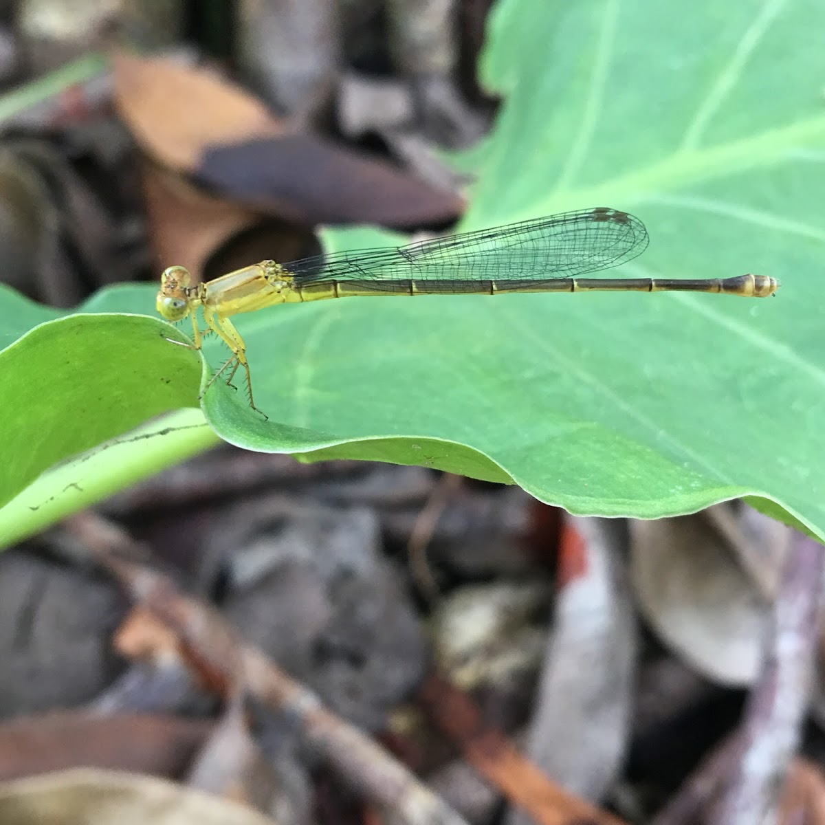 Damselflies