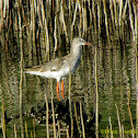 Common Redshank