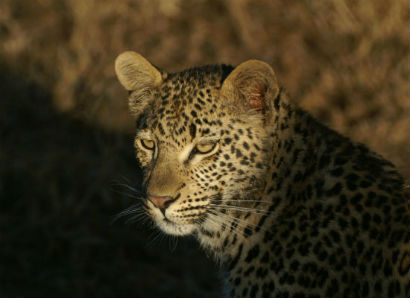 tigre tigre