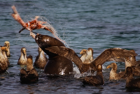 Sea Lion Plays With Penguin