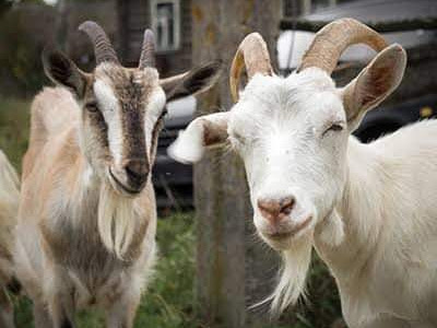 State Govt Empowers 50 Women With 2 Goats Each 