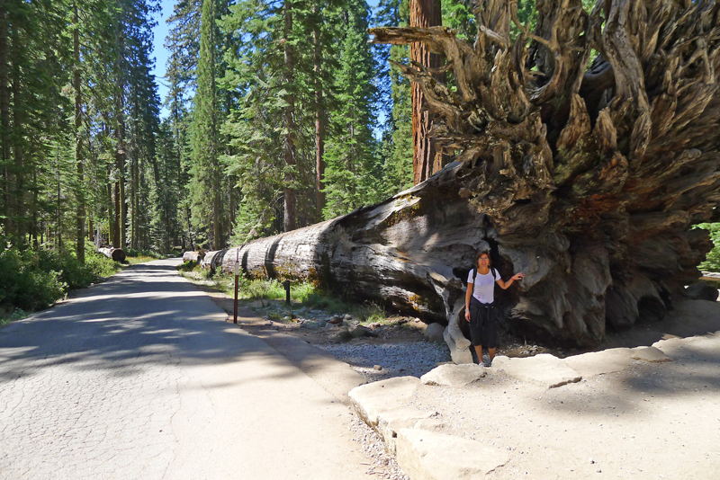 CALIFORNIA, Here We Goooooooooooo! (The End) DIA08_YOSEMITE_12