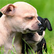 Puppy Wallpapers Puppy New Tab HD