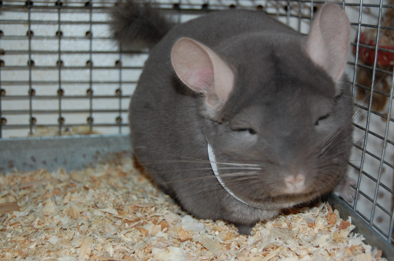 Morning Mist Chinchilla Ranch Picture DAY!!!!