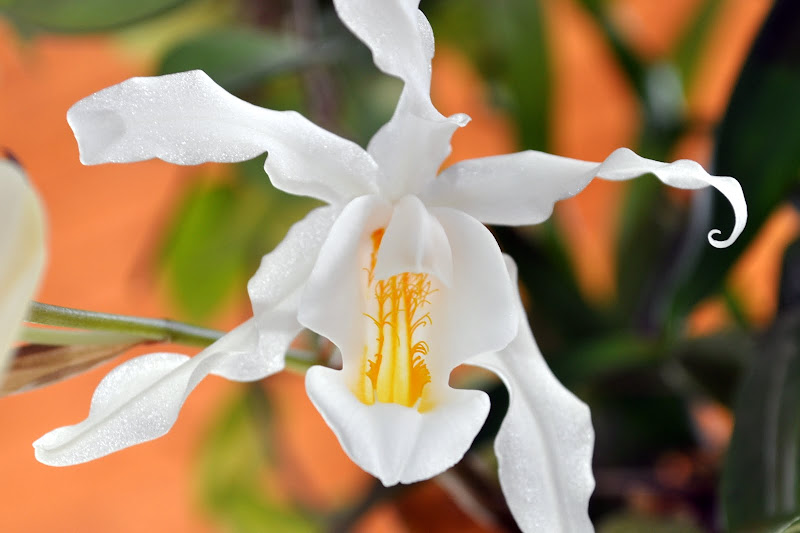 Coelogyne cristata CSC_0031