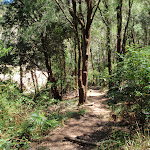 Near the bottom end of Patonga track (218885)