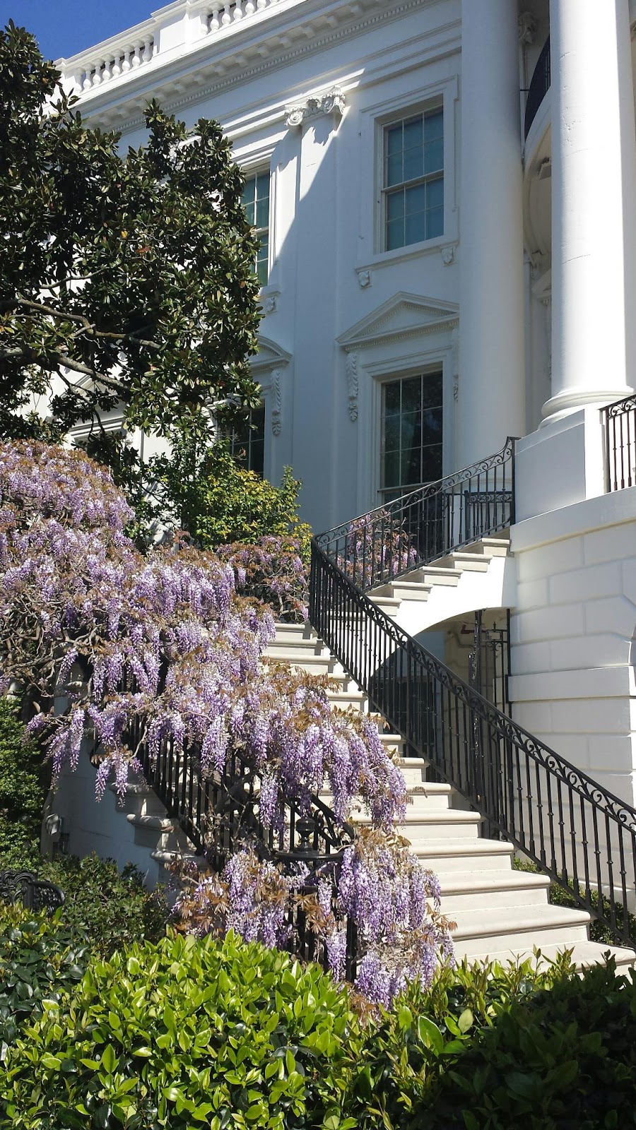 Trees, Plants & more The White House Spring Garden Tour