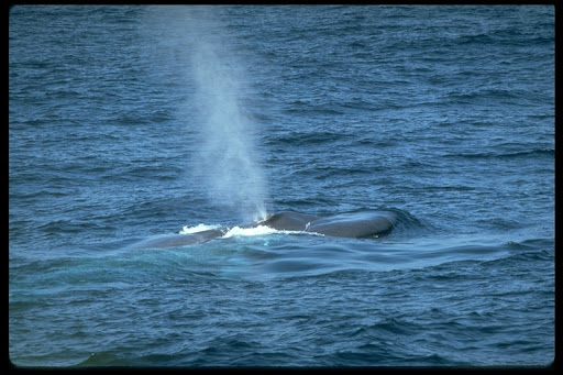 Pictures Of Whales Mating. Blue Whale