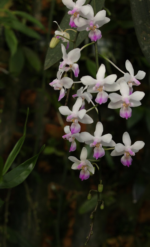 Phalaenopsis lindenii IMG_3996