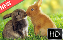 Bunny and Rabbits HD new free tab theme small promo image