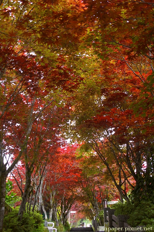 太平山國家森林遊樂區