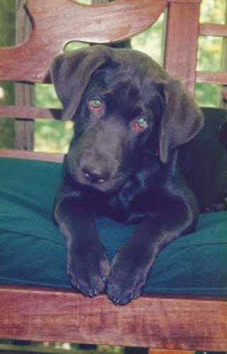 A Final Resting Place Saying Goodbye To The Most Adorable Chocolate Labrador Retriever