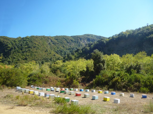 Μέλισσες και μέλι θύματα της φωτιάς στην Εύβοια : Χάθηκε το 65% του πευκόμελου, απώλεια μέχρι 10.000 τόνους ετησίως