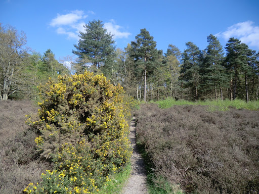 CIMG0516 Through the gorse & heather