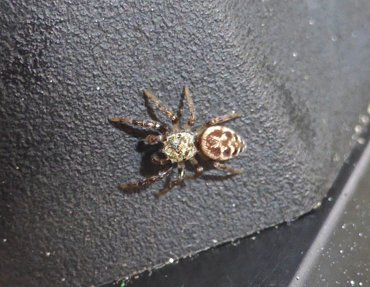 Jumping Spider