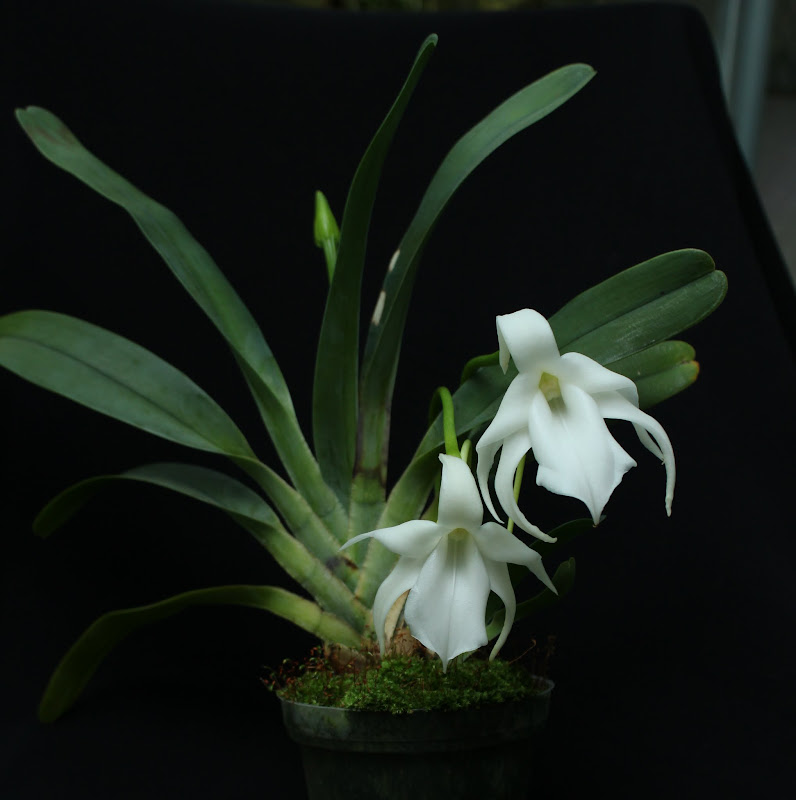 Angraecum magdalenae IMG_1950