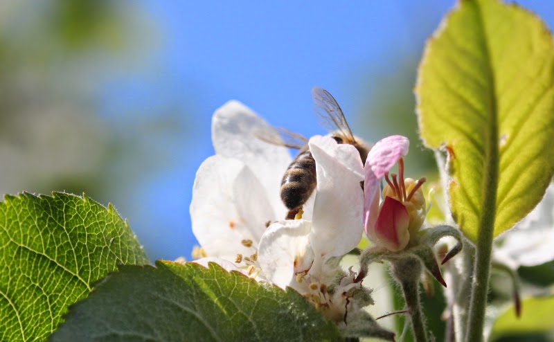 Abeille butinant dans une fleur de pommier