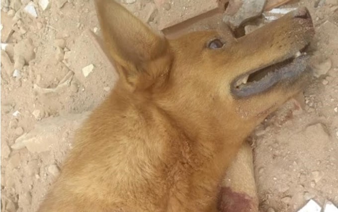 Cachorro é abandonado vivo e com as quatro patas mutiladas 