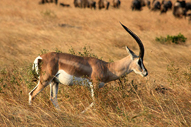 MASAI MARA, SAFARI EN GLOBO - KENIA, TANZANIA Y ZANZÍBAR: EL SAFARI PERFECTO (29)