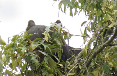 Large Bear feediing on acorns? in upper part of large tree