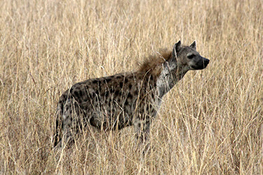 MASAI MARA, SAFARI EN GLOBO - KENIA, TANZANIA Y ZANZÍBAR: EL SAFARI PERFECTO (6)