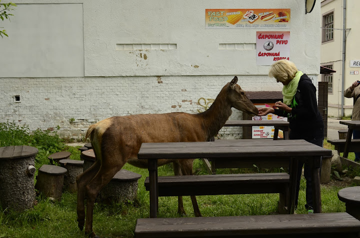 Татры, июнь 2015. с собакой