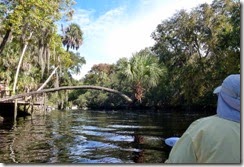 Love this palm tree over the water