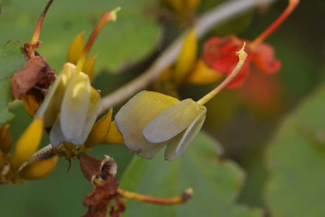 Helicterous isora, madorfali Location Ratnagiri, Maharashtra India