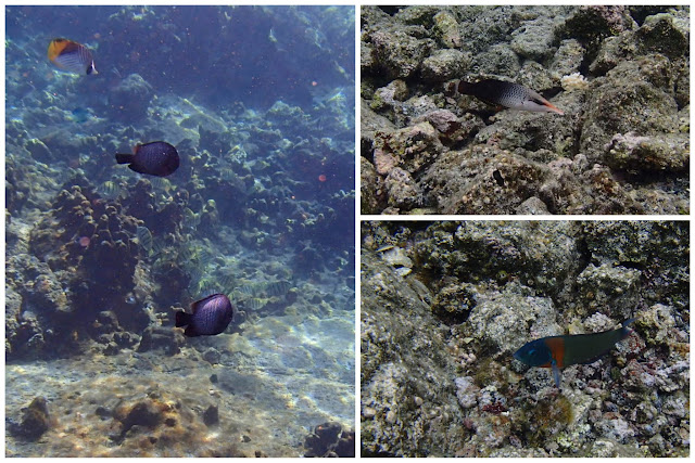  Fishes at Kapoho Tide pools