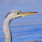 Grey heron