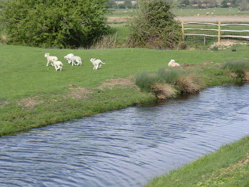 CIMG0583 Lambs at Blackman's Arm